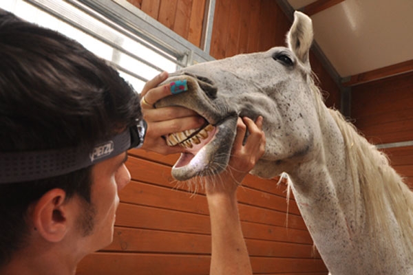 Koňská</br>stomatologie