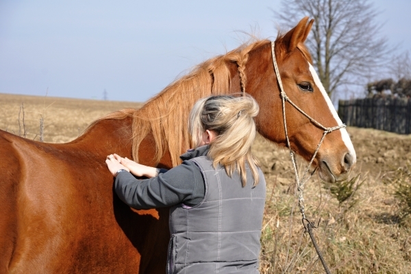 The Equine Touch